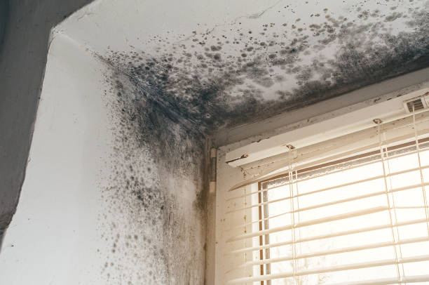 Affordable Mold Removal solutions in Williamston, NC